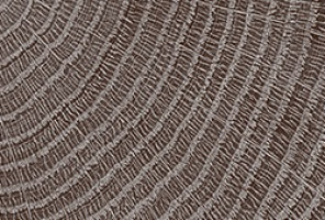 ABS Кромка-Сосна Пасадена 2х19х75 {Поперечная структура} (Q1486) EGGER ***